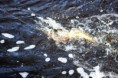 /album/fiske-nytt/bjorn-fisk-jpg/